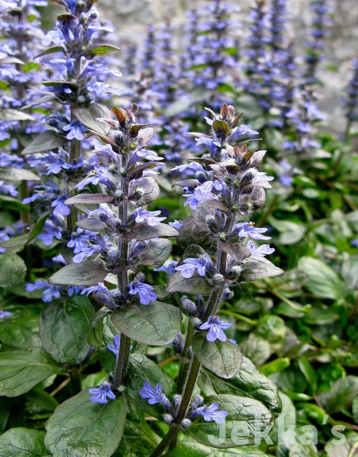 Organic Woodland Wildflower Bugle Ajuga Reptans Carpetweed Meadow Bare Root Plant Plug x 10