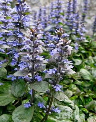 Woodland Wildflower Bugle Ajuga Reptans Carpetweed Meadow Bare Root Plant Plug x 10
