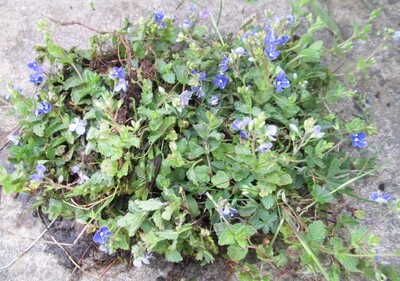 10 x Woodland Wildflower Veronica Speedwell Blue Plugs Plants for Meadow Mat Turf