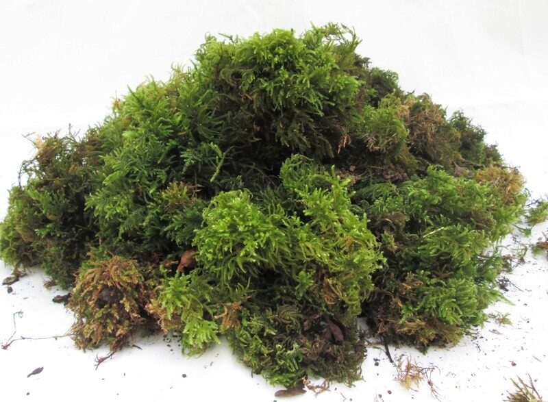 2 Bags 8L Bag Fresh Green Sphagnum Moss For Plants Pots Daffodils Hyacinth Spring Bulbs &amp; Terrariums