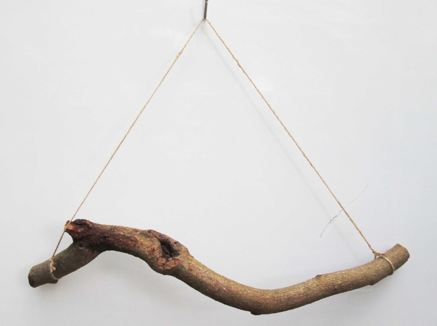 60cm 2ft Thick GNARLY Knotty Twisted Beech or Oak Natural Tree Branch Stick Hanging Herb Rack