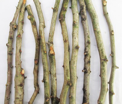 10 x 35cm Natural HAWTHORN Ogham Stave Twig Stick Bark Branches Wood Craft Art Wedding Rustic Primitive Decoration