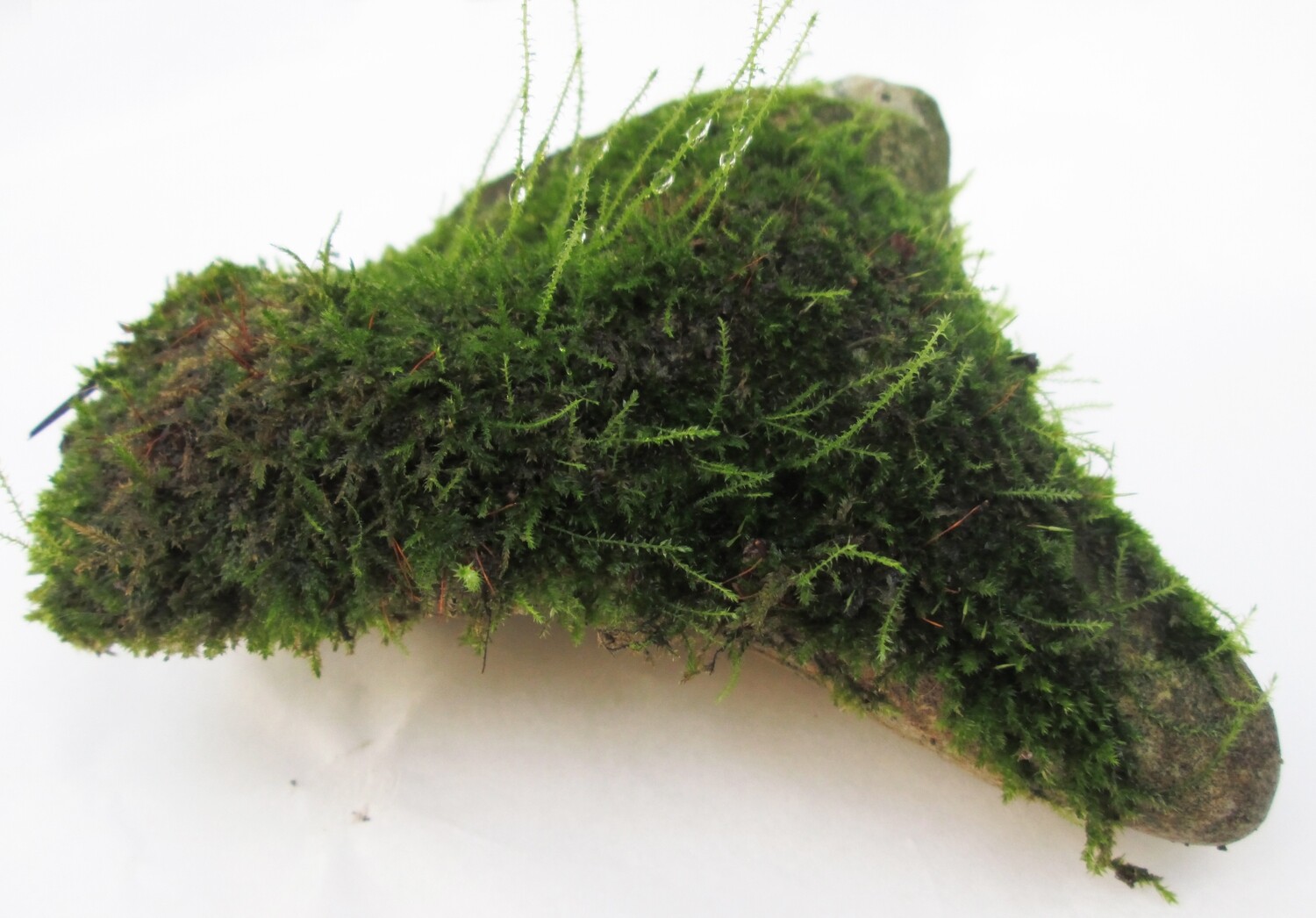 Premium Live Fresh Living Green Moss Growing on LOG Mossy Covered