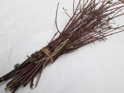 Natural Bunch of Native DOGWOOD Twigs Sticks From Sustainable English Woodlands 50cm