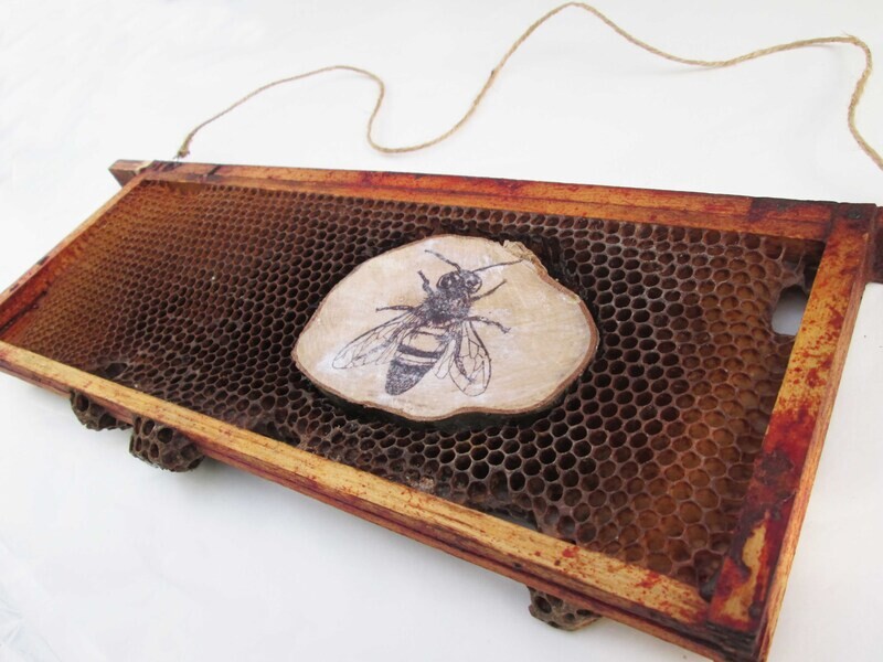 Beehive Real Honeycomb with Printed Wooden Bee &amp; Pollen Curio Art Frame Picture Wall Hanging