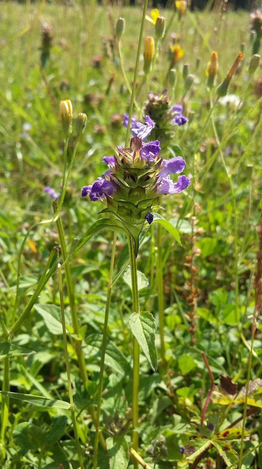 10 x Wild Organic Selfheal Prunella Vulgaris Heal All Wildflower Plants Plugs