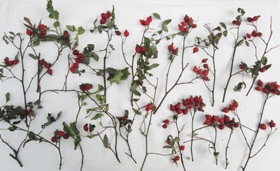 20 Loose Semi Dried English Rose Hips on Stems for Wreaths Posies Autumn Christmas Decorations 10cm