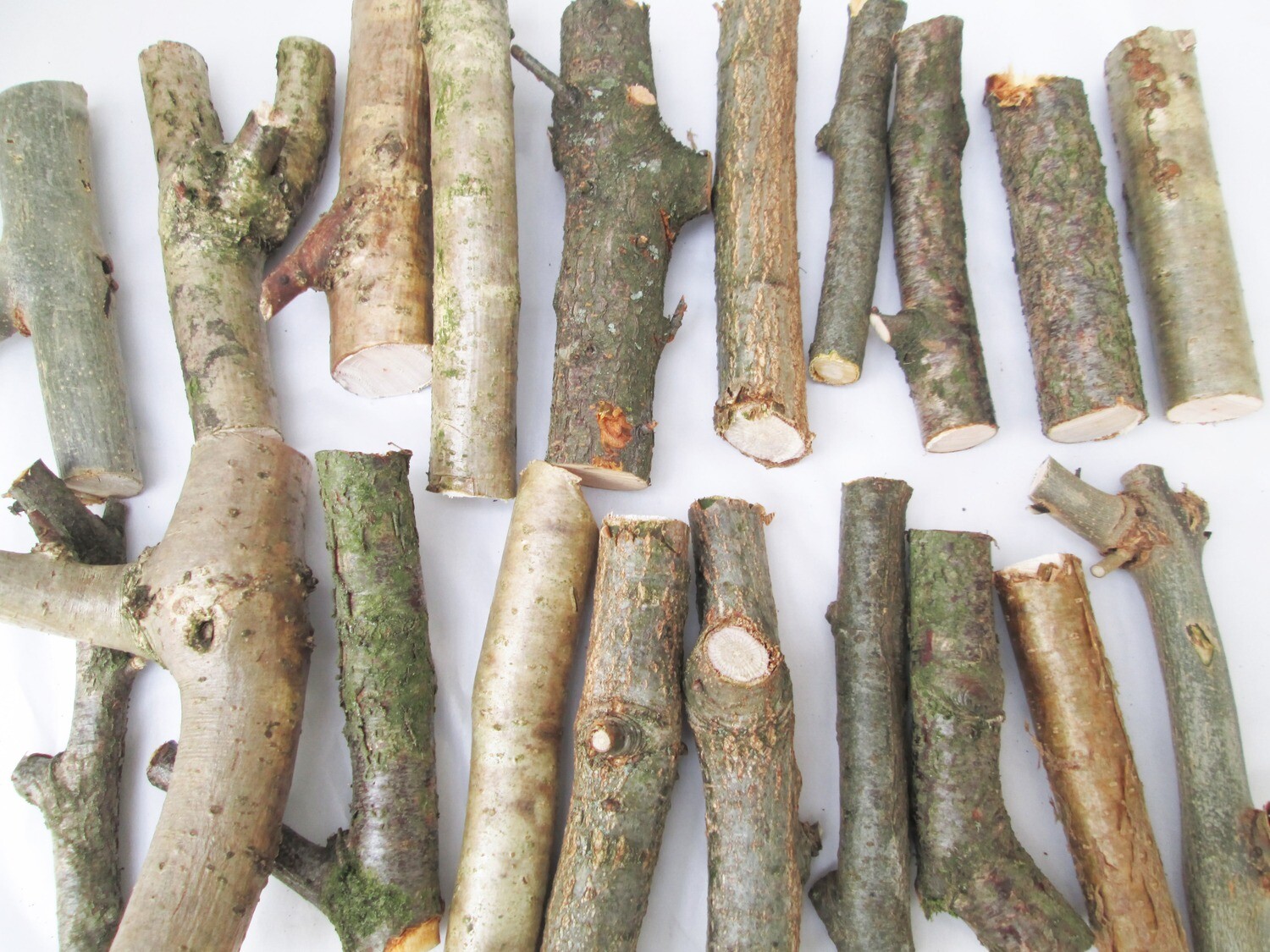 60 x Natural Mixed Green Wood Offcuts For Birds Parrots etc (Hazel, Hawthorn, Beech, Oak, Sycamore)