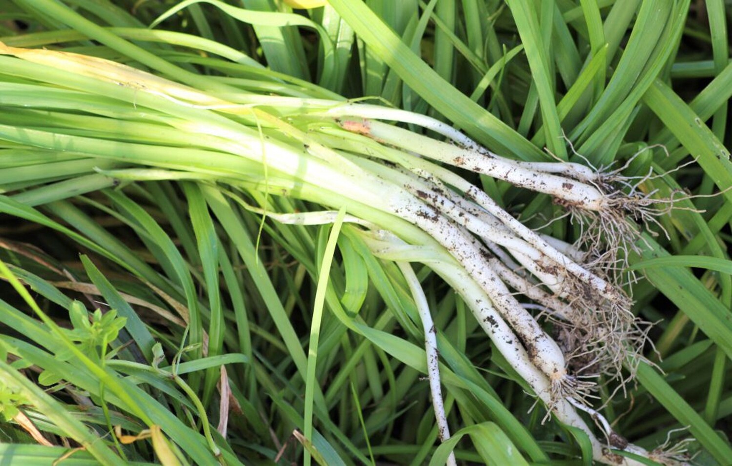 50 x Edible Perennial Three Cornered Leek Allium Triquetrum Bulbs Bare Rooted Plug Plants