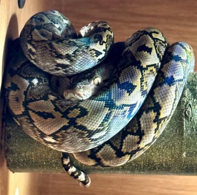 3 x 90cm EXTRA THICK (4 - 5cm) Natural Branches Wood Perches for Parrots, Birds, Reptiles and Snakes