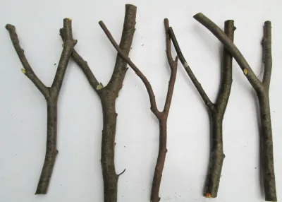 5 x Natural Y Fork BEECH SYCAMORE HAZEL Twig Stick Bark Branches Wood Craft Art Rustic Decoration Dowsing Divination Catapult