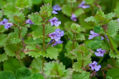 10 x Native Woodland Wildflower Ground IVY Blue Plugs Plants for Meadow Mat Turf