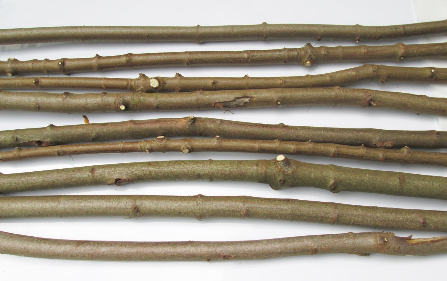 SPECIAL - 3cm 12 THICK Long Straight Natural Sycamore Wood Branches Sticks Various lengths
