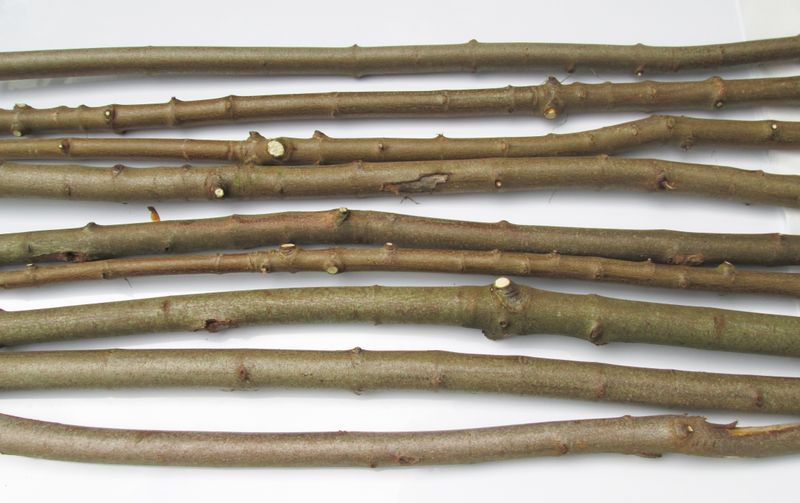 SPECIAL - 3cm 12 THICK Long Straight Natural Sycamore Wood Branches Sticks Various lengths