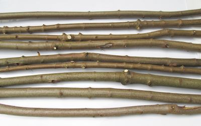 SPECIAL - 3cm 12 THICK Long Straight Natural Sycamore Wood Branches Sticks Various lengths