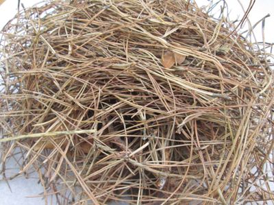 Dried Pine Needles for Bee Smoker Fuel – Natural Beekeeping Supplies – Large 30x20x20cm Box – Sustainable Woodland Harvest