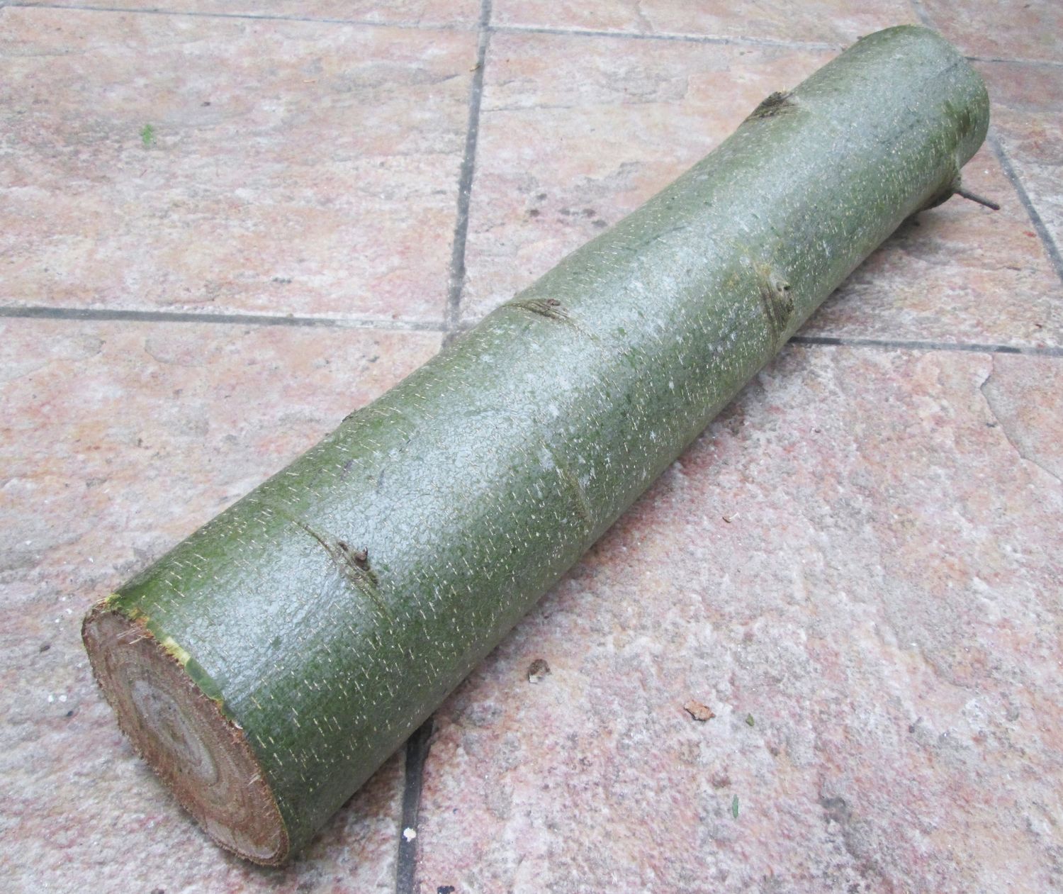 Fresh Mushroom Log 50cm – Hardwood Trunk for Shiitake, Oyster, Chestnut | UK-Grown for Inoculation | Spawn Not Included