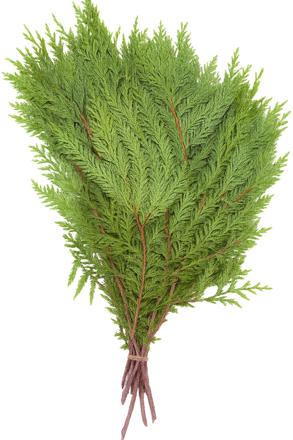 Natural Freshly Cut Green Western Cedar Fir Branch Bundle Smudge Incense Evergreen Foliage Christmas Bouquet Wreath Supplies 80cm