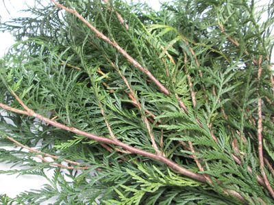 40 Fresh Cedar Sprigs for Christmas Garlands, Wreaths, Smoke Cleansing, Smudging, Natural Holiday Decor, Foraged UK Greenery