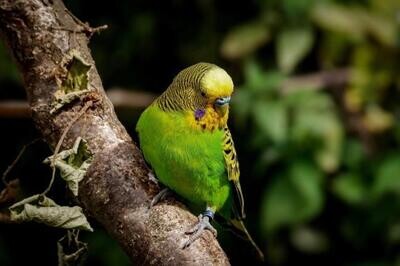 Natural Bird Perches