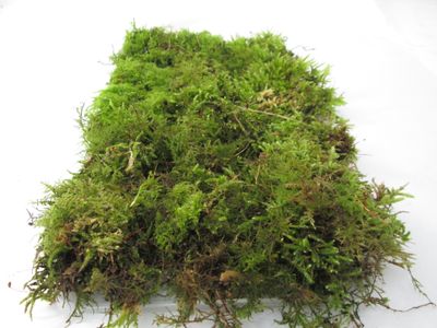 Terrarium, Mossarium & Live Moss Supplies