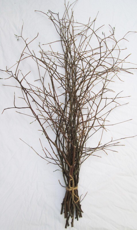 30 Fresh Beech &amp; Hornbeam Branches up to 90cm – Tall Natural Floor Vase, Floristry &amp; Decor Bundle