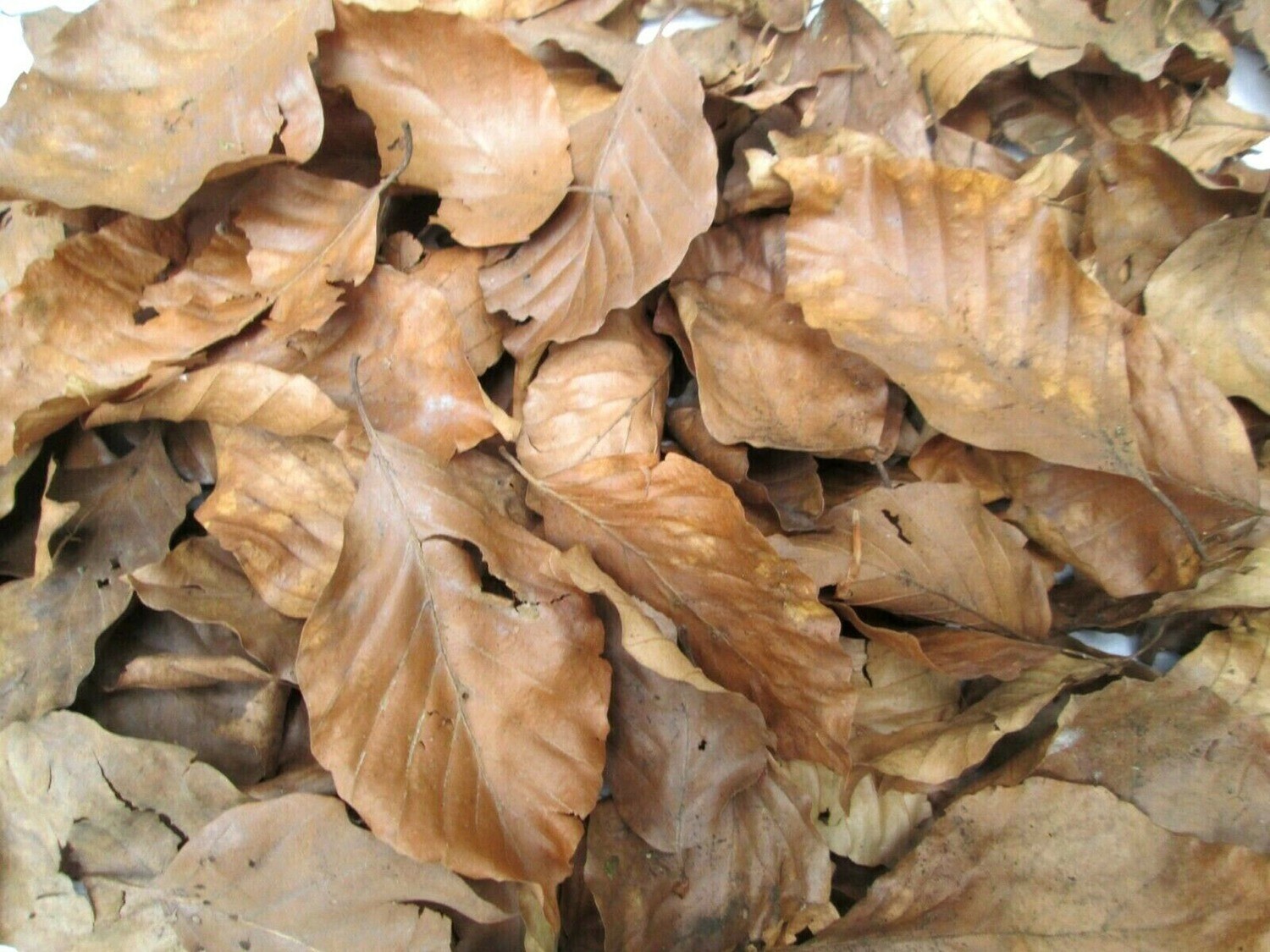 8L Natural Dried Beech Leaf Litter – Bioactive Reptile Vivarium, Isopods, Springtails &amp; Insects