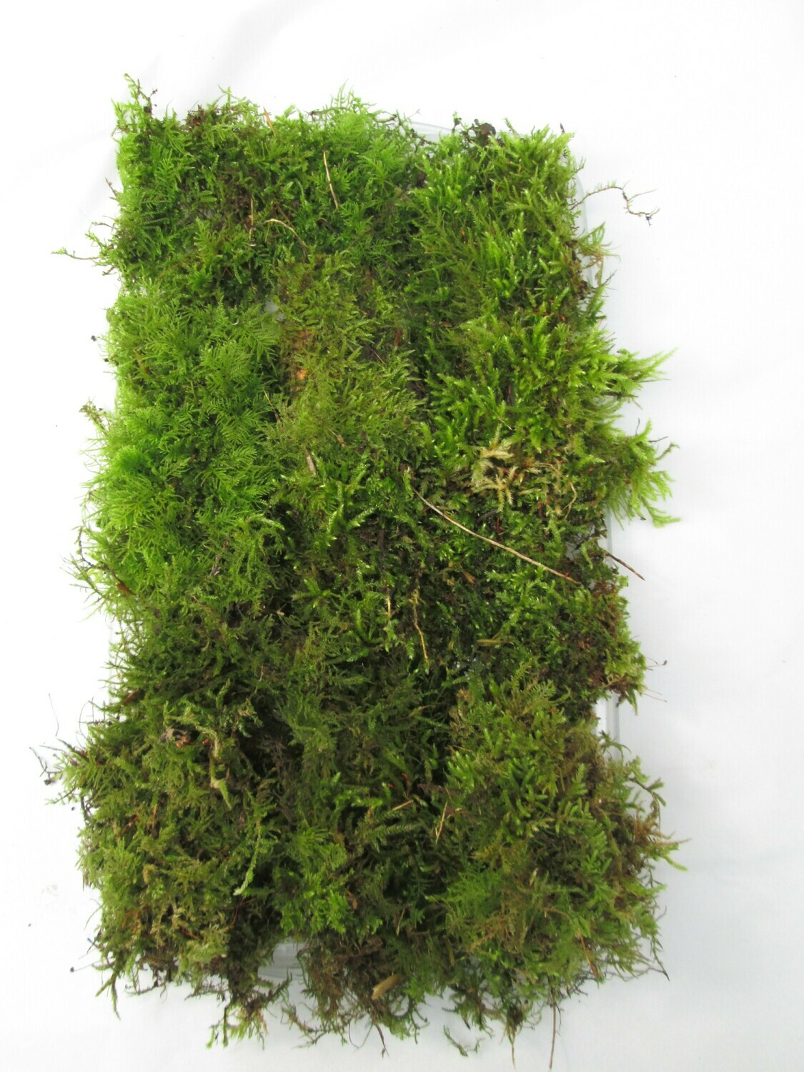 30 x 20cm Live Green Moss Carpet – Fresh Living Woodland Moss for Bonsai, Terrariums &amp; Mossariums