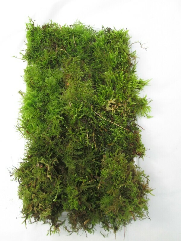 30 x 20cm Live Green Moss Carpet – Fresh Living Woodland Moss for Bonsai, Terrariums &amp; Mossariums
