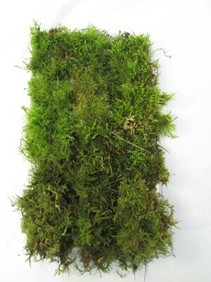 30 x 20cm Live Green Moss Carpet – Fresh Living Woodland Moss for Bonsai, Terrariums & Mossariums