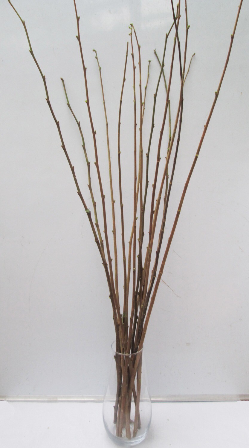 5 Fresh Hazel Branches 100cm – Natural Tall Twig Bundle for Floor Vases, Floristry &amp; Decor