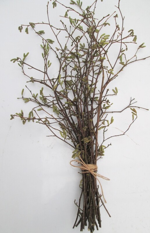 15 Fresh Hazel Branches with Yellow Catkins – 70cm Natural Spring Stems for Floristry &amp; Vases