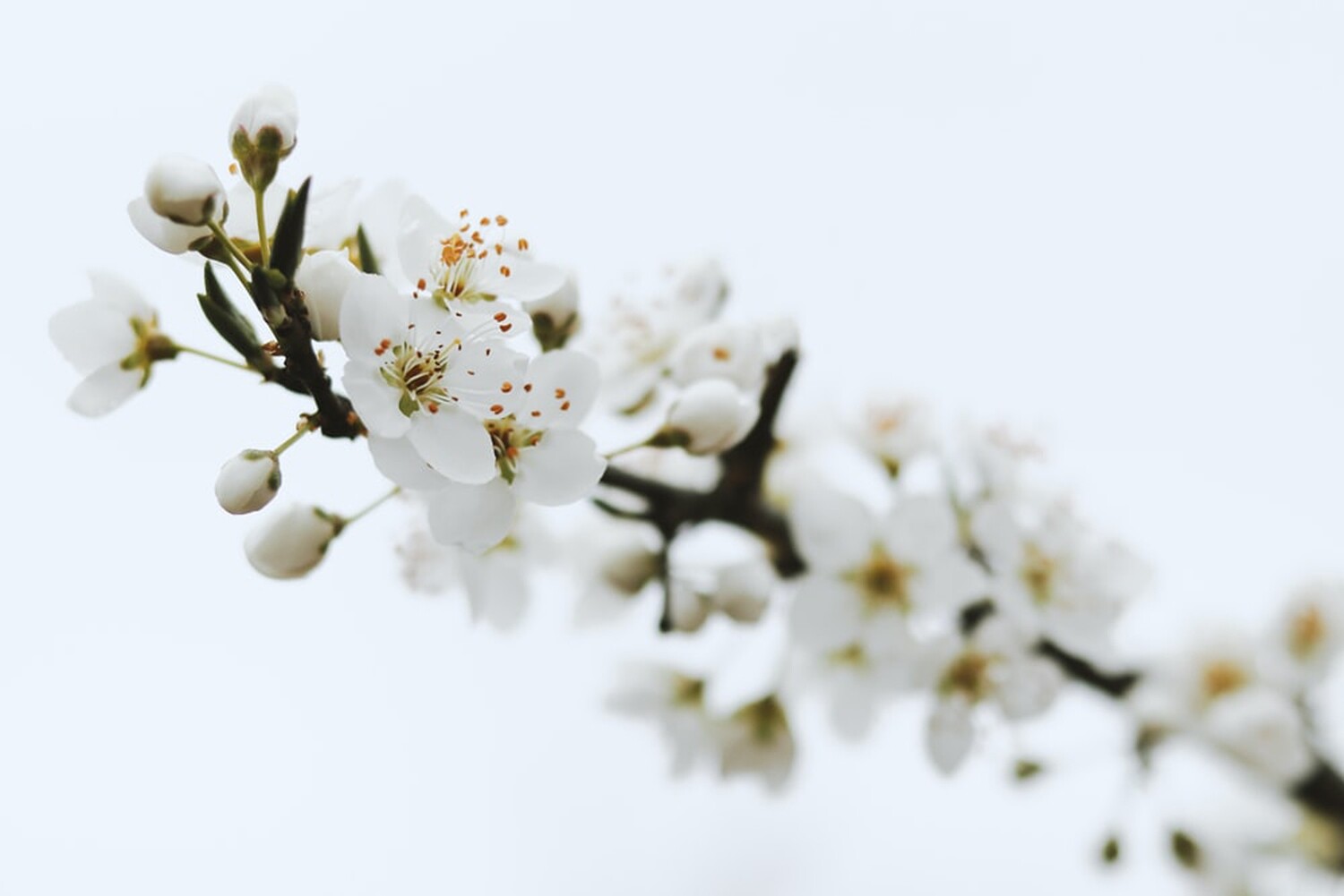 10 Fresh Cherry Plum Blossom Branches – 70cm Prunus cerasifera White Flowering Stems for Floristry &amp; Vases