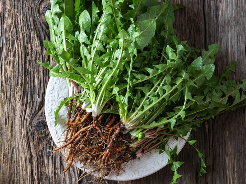 10 x Wild Dandelion Plants – Taraxacum officinale Bare Root | Edible Leaves, Roasting Roots &amp; Wildlife