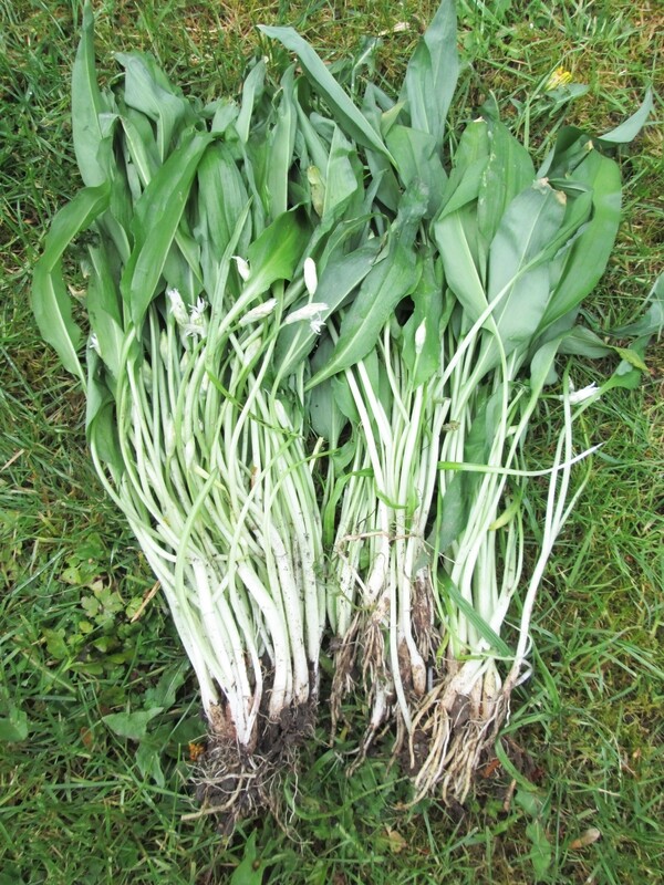 50 x Wild Garlic Plants – Allium ursinum Ramsons Bare Root Bulbs | Edible Native Woodland Plant