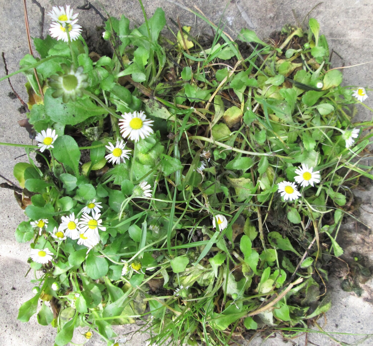 10 x Common Daisy Wildflower Plants – Bellis perennis Lawn &amp; Meadow Plugs
