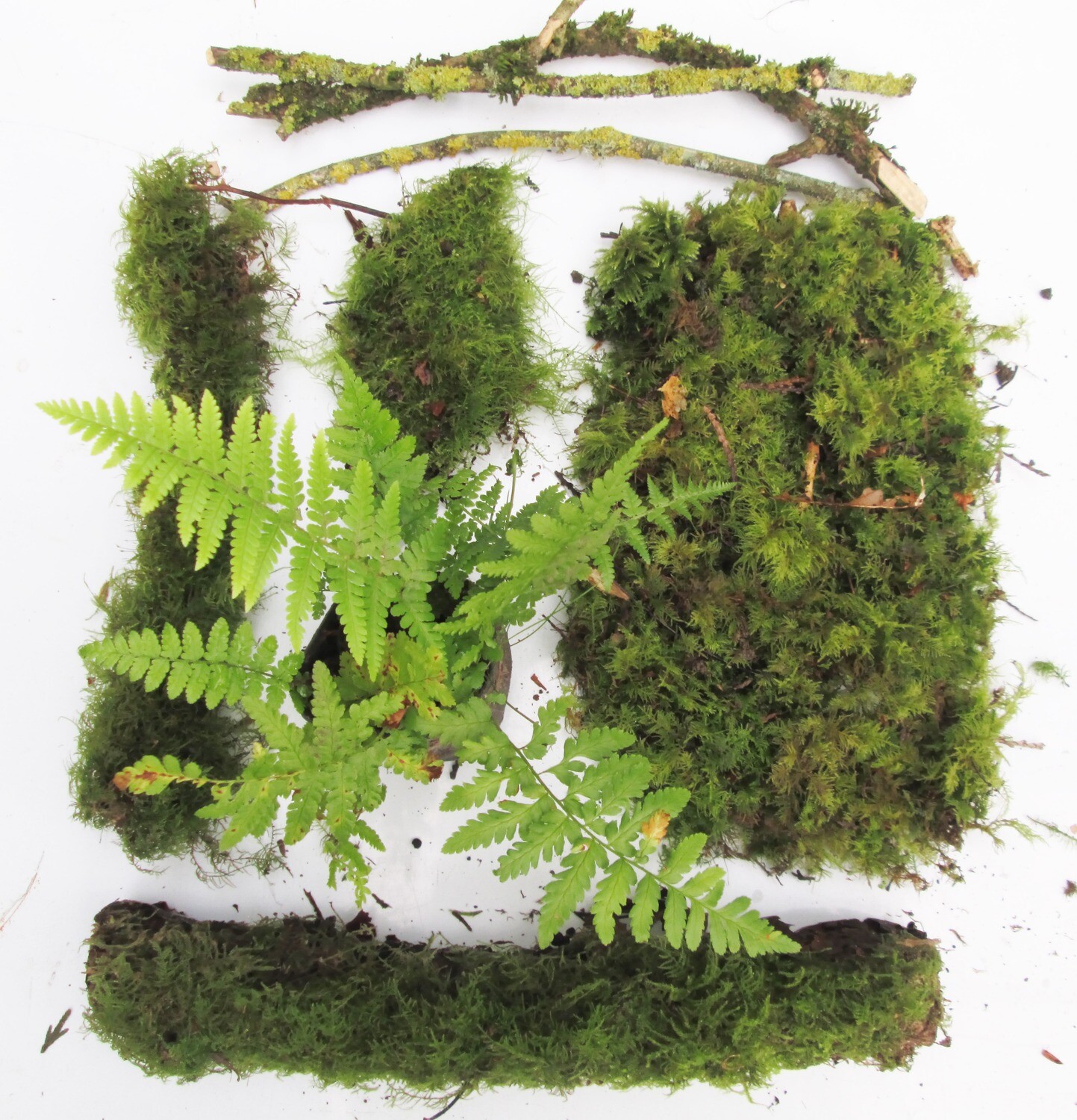 Live Woodland Terrarium &amp; Mossarium Kit – Moss Carpet, Mossy Logs, Lichen Sticks &amp; Fern