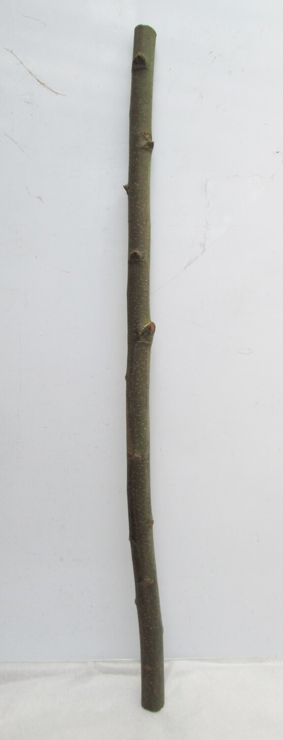 116cm Thick Straight Sweet Chestnut Branch – Natural Wood Pole, Bird Perch, Walking Stick, Staff &amp; Crafts