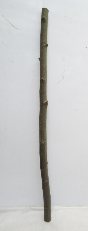 116cm Thick Straight Sweet Chestnut Branch – Natural Wood Pole, Bird Perch, Walking Stick, Staff &amp; Crafts
