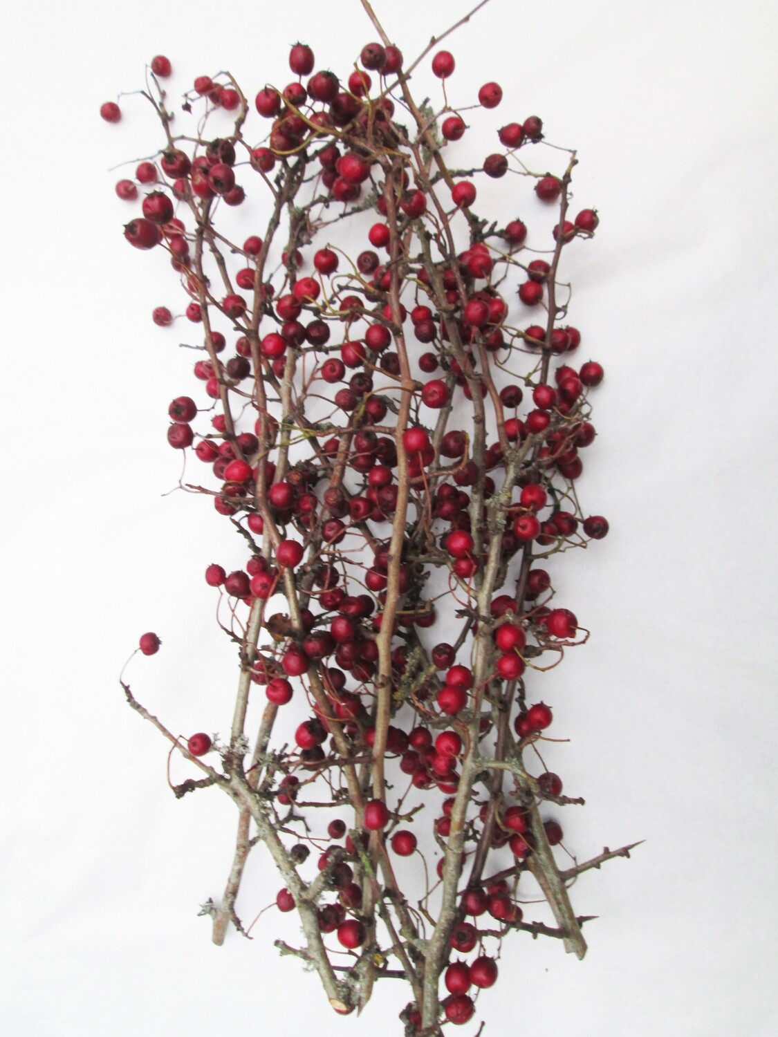 6 Dried Hawthorn Berry Stems – Natural Red Berries for Wreaths, Floristry, Posies &amp; Wedding Decor