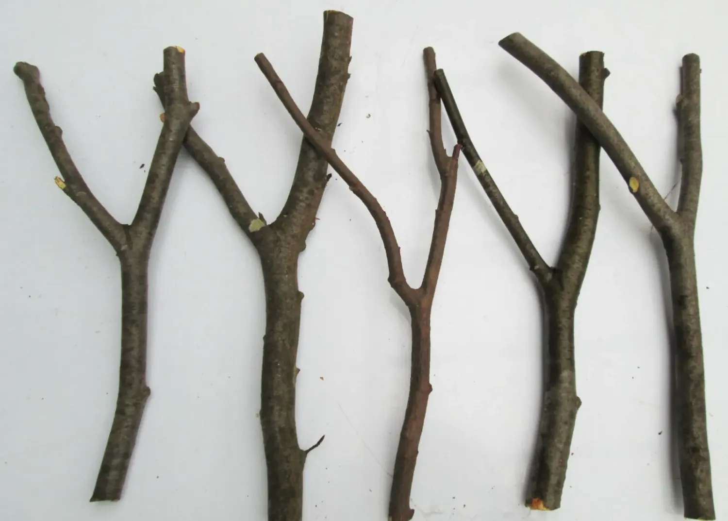 5 x Natural Y-Shaped Forked Branches – Beech, Sycamore &amp; Hazel Craft Sticks, Dowsing &amp; Rustic Decor