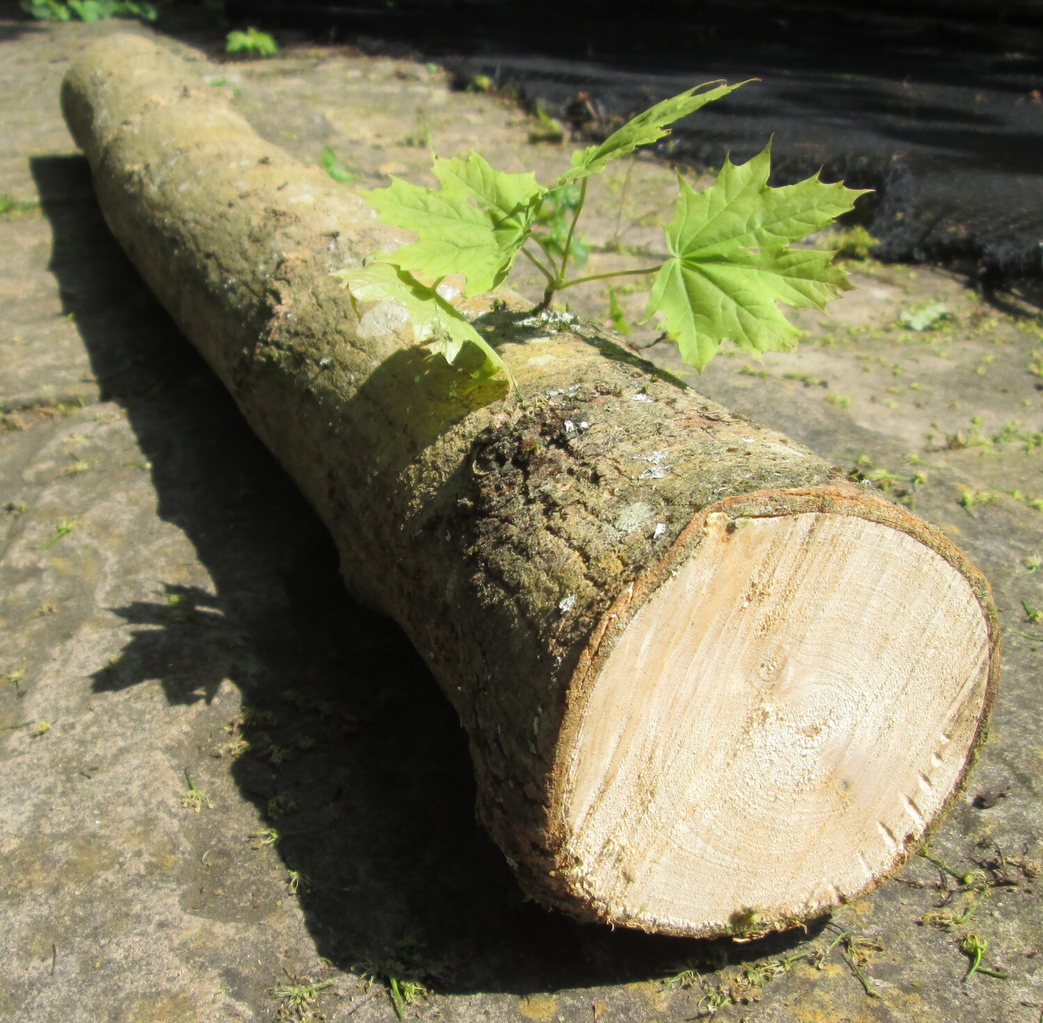 100cm Fresh Hardwood Mushroom Growing Log – Beech, Sycamore or Sweet Chestnut for Inoculation | Spawn Not Included