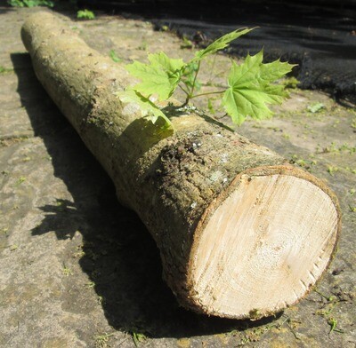100cm Fresh Hardwood Mushroom Growing Log – Beech, Sycamore or Sweet Chestnut for Inoculation | Spawn Not Included