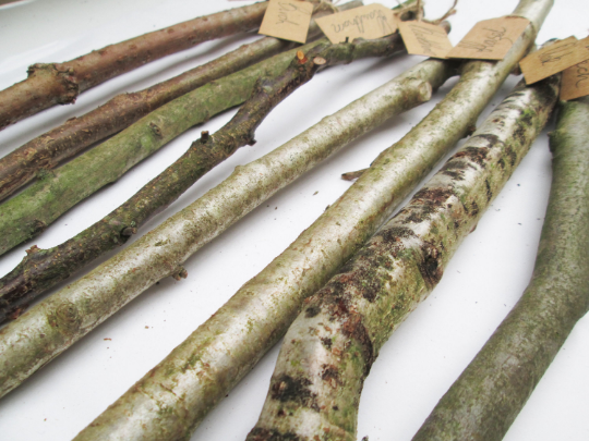 10 x 40cm Mixed Species Medium Wood Blanks 20-30mm – Labelled Branches for Carving, Whittling, Wands &amp; Music