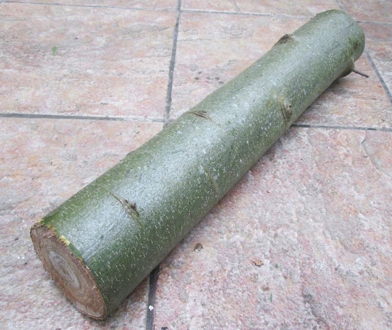 Fresh Mushroom Log 50cm – Hardwood Trunk for Shiitake, Oyster, Chestnut | UK-Grown for Inoculation | Spawn Not Included