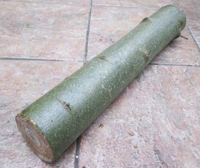 Fresh Mushroom Log 50cm – Hardwood Trunk for Shiitake, Oyster, Chestnut | UK-Grown for Inoculation | Spawn Not Included