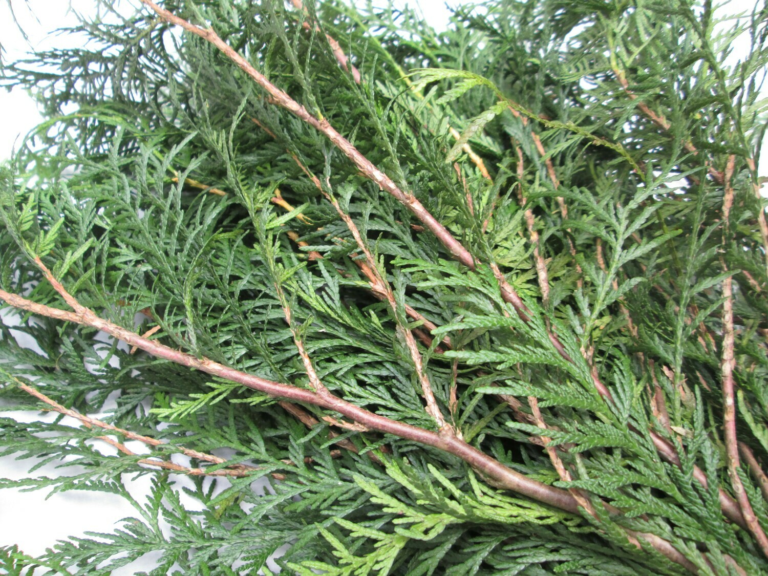 40 Fresh Cedar Sprigs for Christmas Garlands, Wreaths, Smoke Cleansing, Smudging, Natural Holiday Decor, Foraged UK Greenery