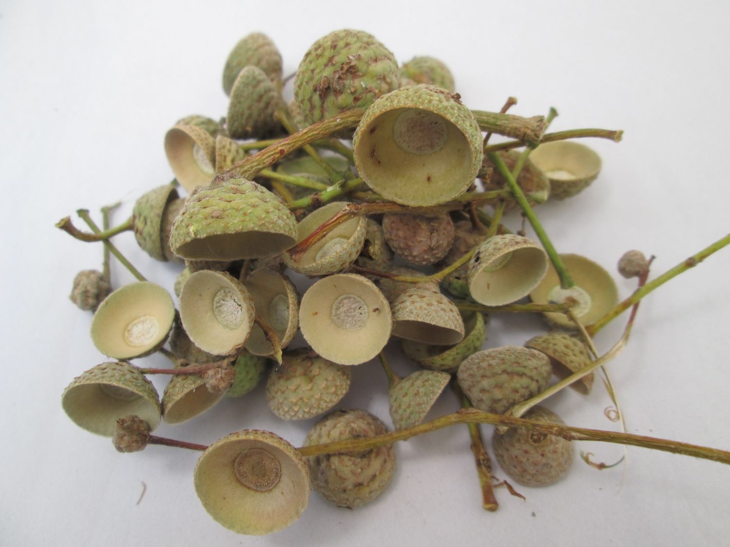 100 Natural English Oak Acorn Cups – Dried Acorn Caps for Crafts, Wreaths &amp; Natural Decor