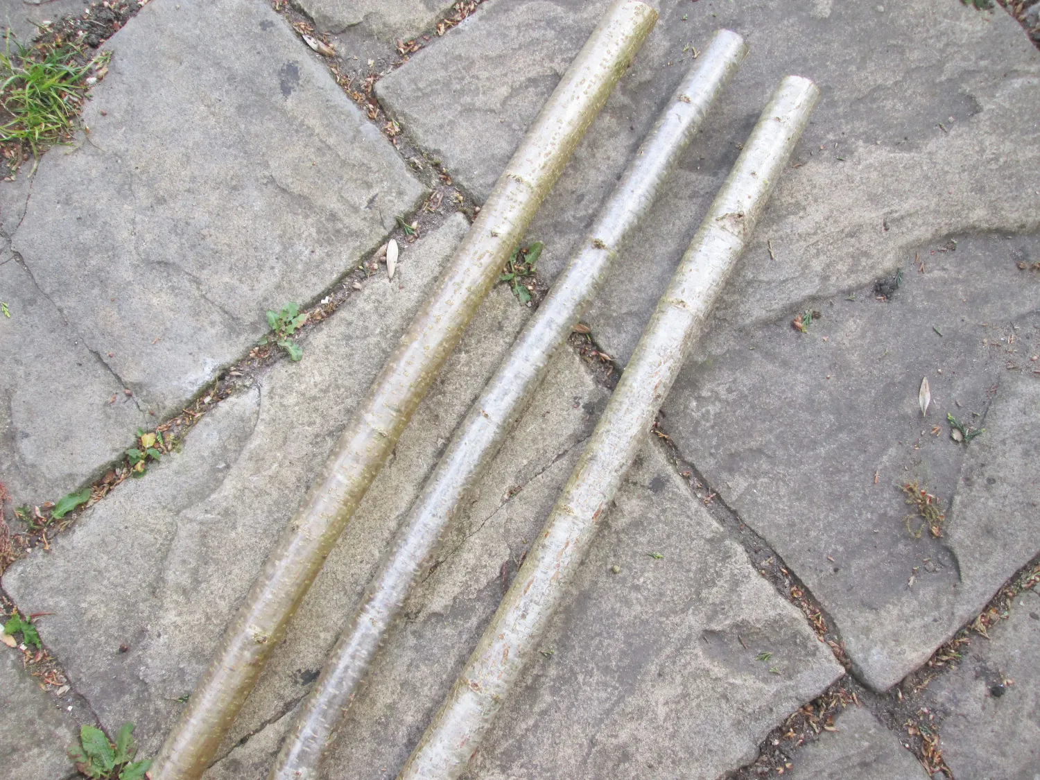 3 x 2ft Hazel Morris Dancing Clash Sticks – Natural Hardwood 2.5–3cm Diameter