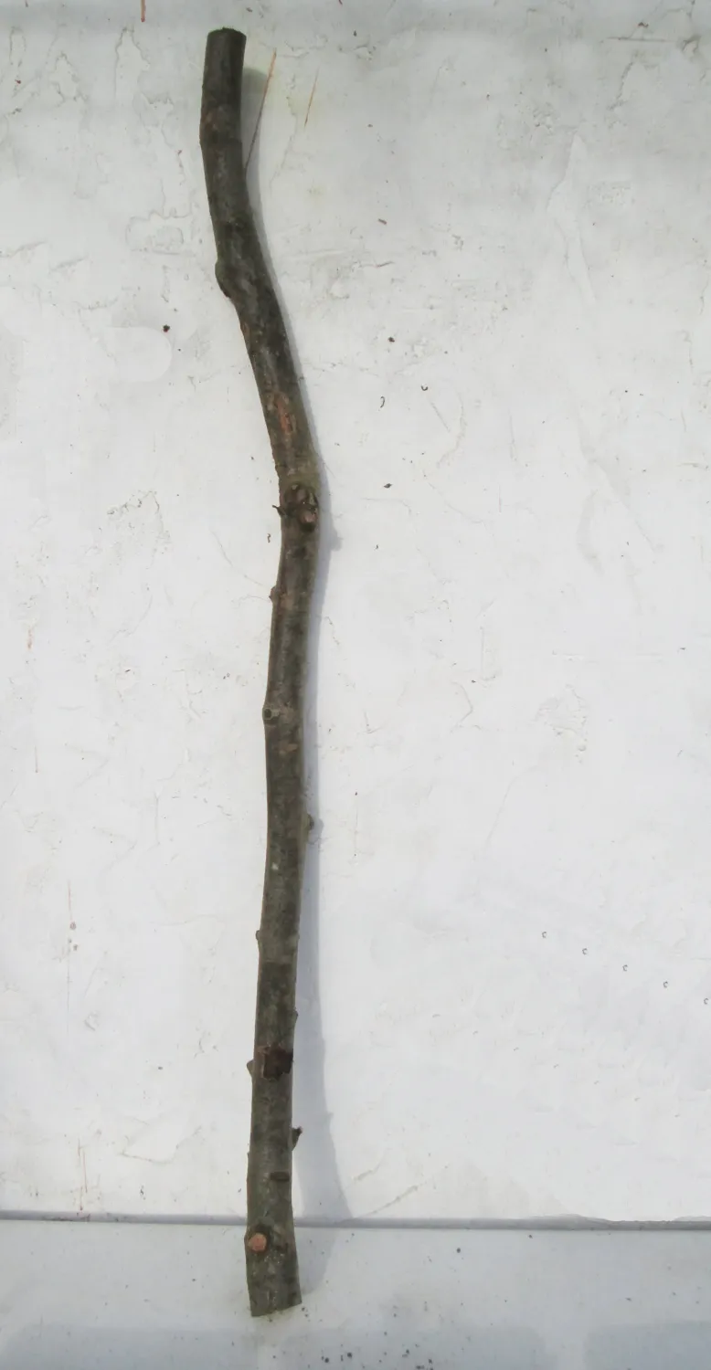 116cm Thick Crooked Beech Branch 3–4cm – Bird &amp; Reptile Perch, Walking Staff, Stave, Carving &amp; Wand Wood